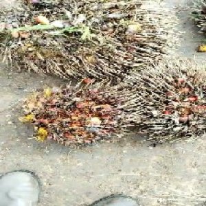 overripe_train (1050).jpg