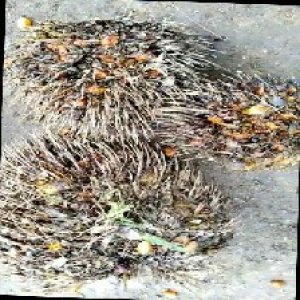 overripe_train (1052).jpg