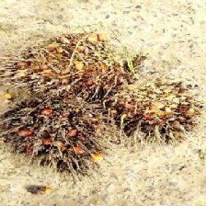 overripe_train (1057).jpg