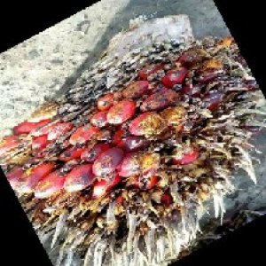 overripe_train (106).jpg