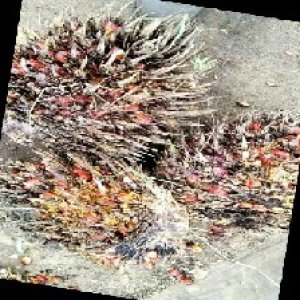 overripe_train (1060).jpg