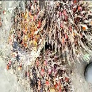 overripe_train (1065).jpg