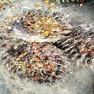 overripe_train (1067).jpg