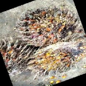 overripe_train (1068).jpg