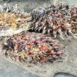 overripe_train (1069).jpg