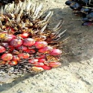 overripe_train (107).jpg