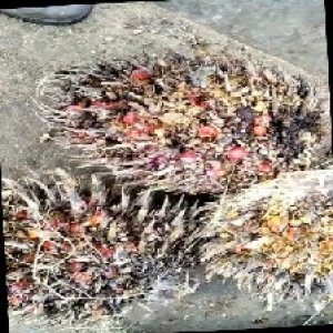 overripe_train (1070).jpg