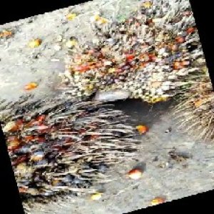 overripe_train (1071).jpg