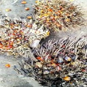 overripe_train (1073).jpg