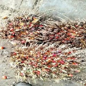 overripe_train (1077).jpg