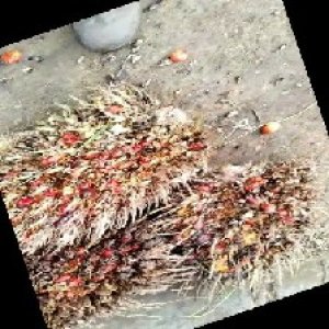 overripe_train (1079).jpg