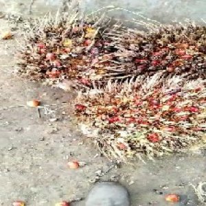 overripe_train (1080).jpg