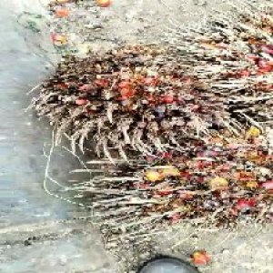 overripe_train (1084).jpg