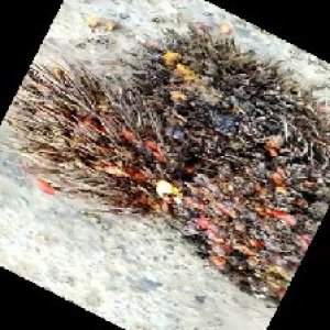 overripe_train (1087).jpg