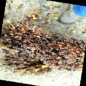 overripe_train (1089).jpg