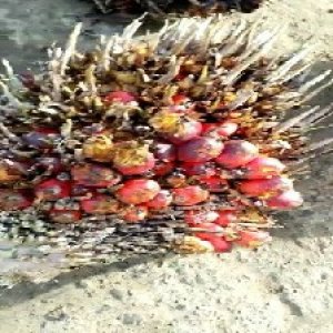 overripe_train (109).jpg