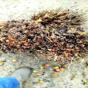 overripe_train (1090).jpg