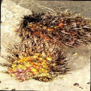 overripe_train (1092).jpg