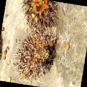 overripe_train (1094).jpg