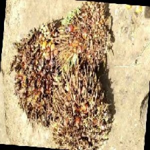 overripe_train (1097).jpg