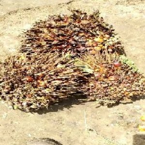 overripe_train (1098).jpg