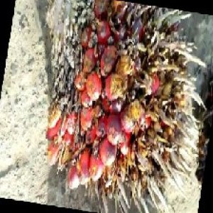 overripe_train (110).jpg