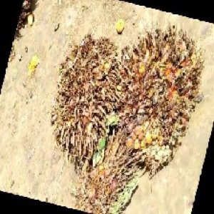 overripe_train (1102).jpg