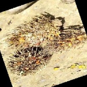 overripe_train (1106).jpg