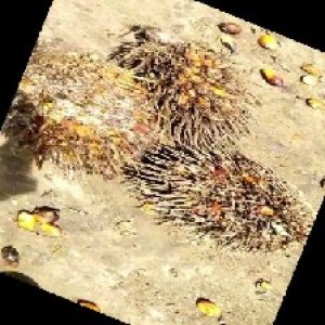 overripe_train (1107).jpg