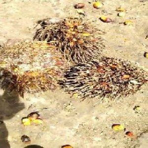 overripe_train (1108).jpg