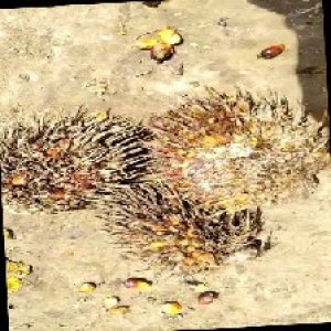 overripe_train (1109).jpg