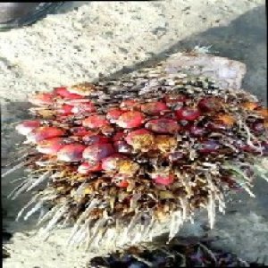 overripe_train (111).jpg