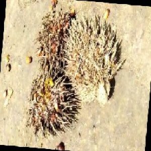 overripe_train (1111).jpg