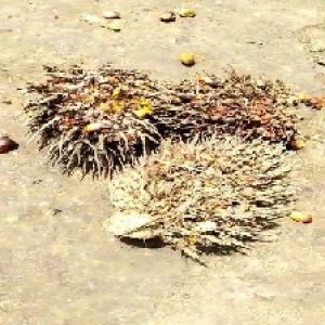 overripe_train (1112).jpg