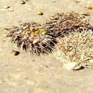 overripe_train (1113).jpg