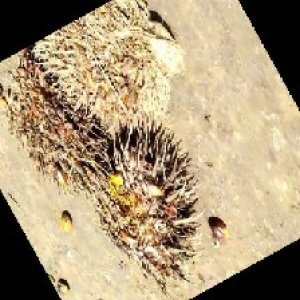 overripe_train (1114).jpg