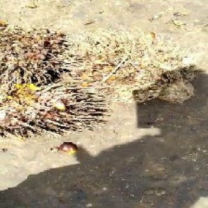 overripe_train (1115).jpg