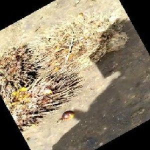 overripe_train (1116).jpg