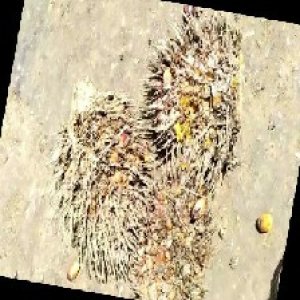 overripe_train (1117).jpg