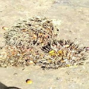 overripe_train (1118).jpg