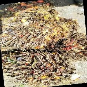 overripe_train (1119).jpg