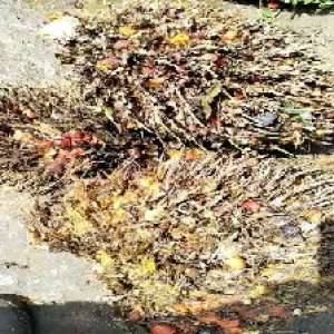 overripe_train (1120).jpg