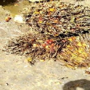 overripe_train (1122).jpg