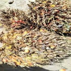 overripe_train (1123).jpg