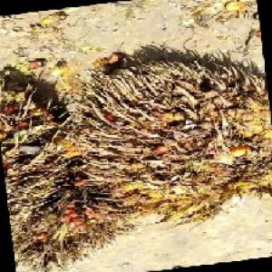 overripe_train (1126).jpg