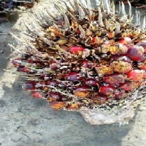 overripe_train (113).jpg