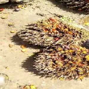 overripe_train (1130).jpg