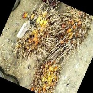 overripe_train (995).jpg