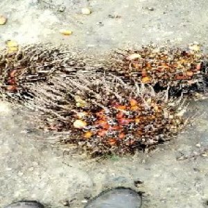 overripe_train (997).jpg