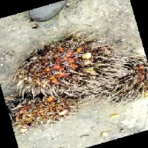 overripe_train (998).jpg